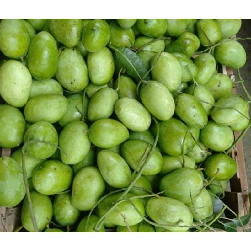 

mangga muda /1 kg