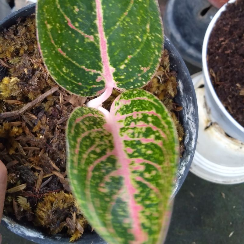 aglaonema Beby arini