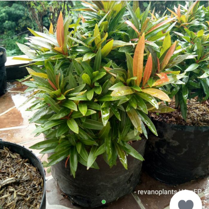 Tanaman Pucuk Merah Mini Bahan Bonsai Mini Shopee Indonesia Tanaman Pucuk Merah Mini Bahan Bonsai Mini Shopee Indonesia