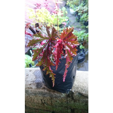 begonia rex spider/serrati petala
