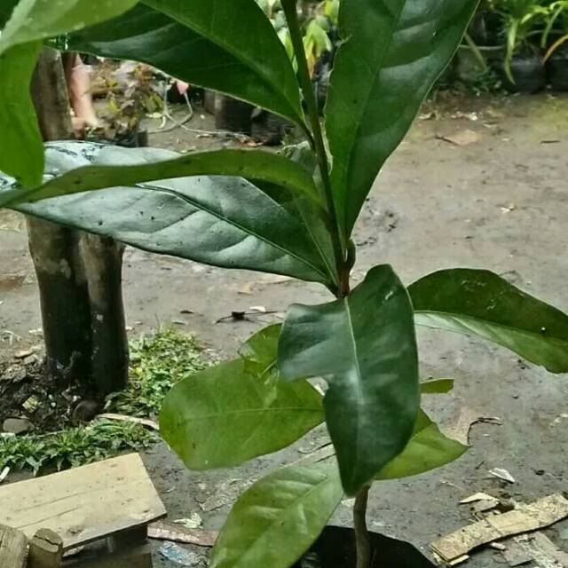 Bibit pohon cendana bali