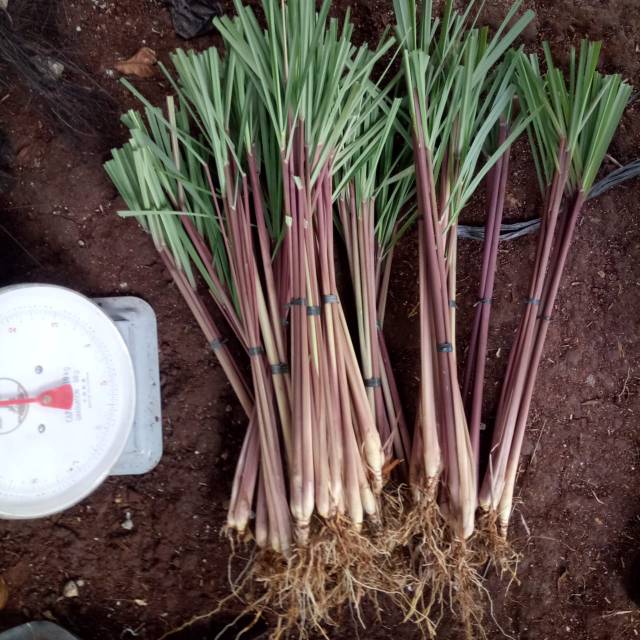 Tanaman Serai Merah - Tanaman Herbal Serai Merah