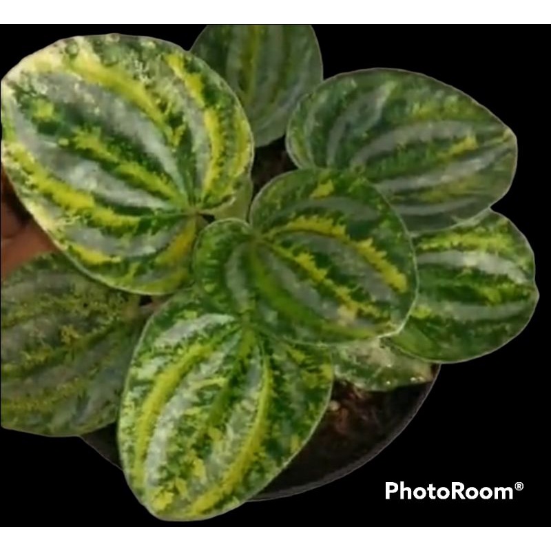 peperomia starfruit variegat - peperomia varigata - watermelon variegata