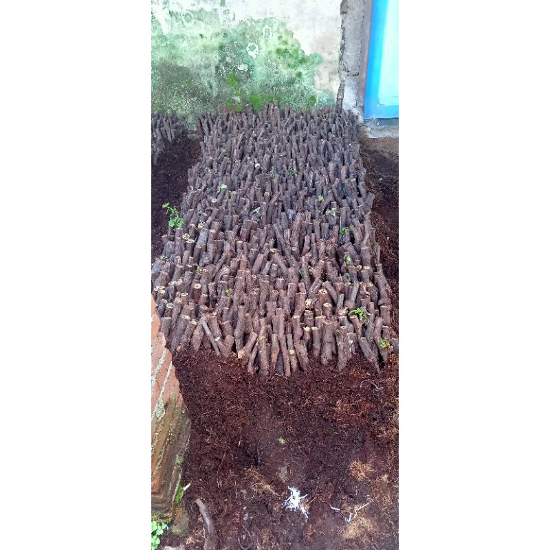 Cutting Anggur alfonso