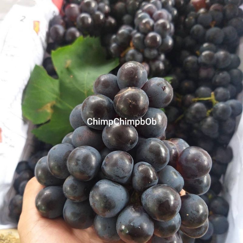 

ANGGUR HITAM LOKAL BUAH SEGAR / BLACK GRAPE FRESH FRUITS 500 GRAM