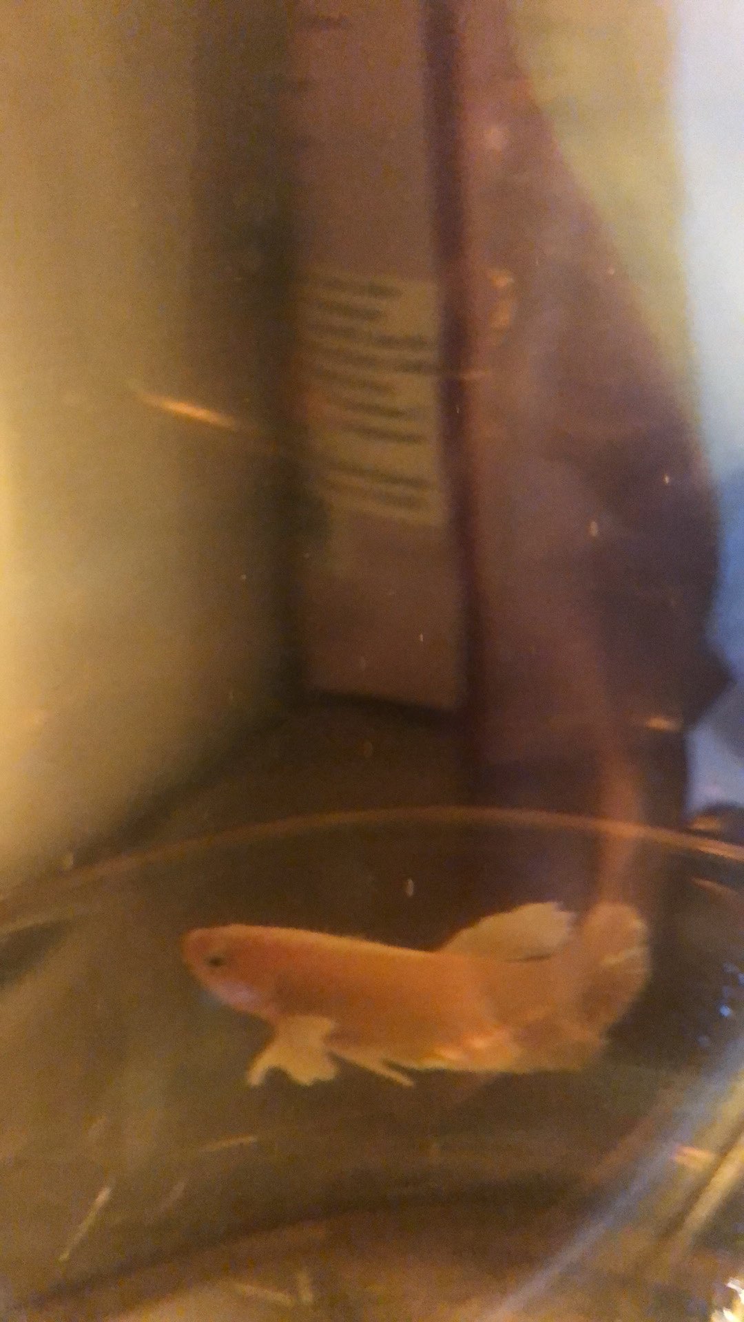 Ikan Cupang Hias Plakat Big Ear Soft Gold Mewah