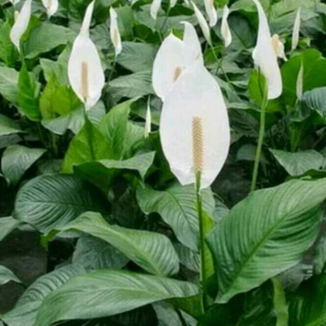 Tanaman Hias Peace Lily - Spatuphilum Hijau - Tanaman Pembersih Udara