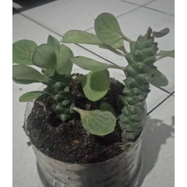 Kaktus Euphorbia besar