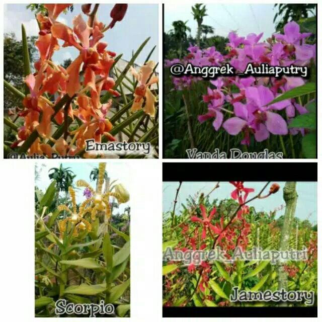 Anggrek Tanah Paket Hemat