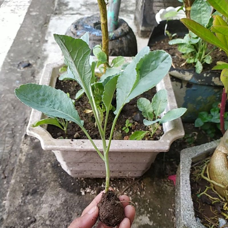 bibit kembang kol siap tanam