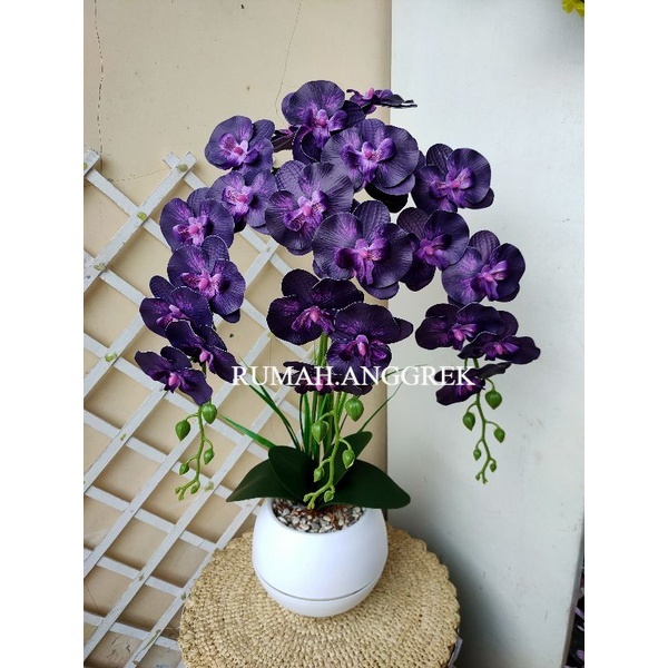 Anggrek Dendrobium - Anggrek Dendrobium Hidup -Tanaman Hias Hidup - Bunga Hidup Anggrek - Bunga Hias