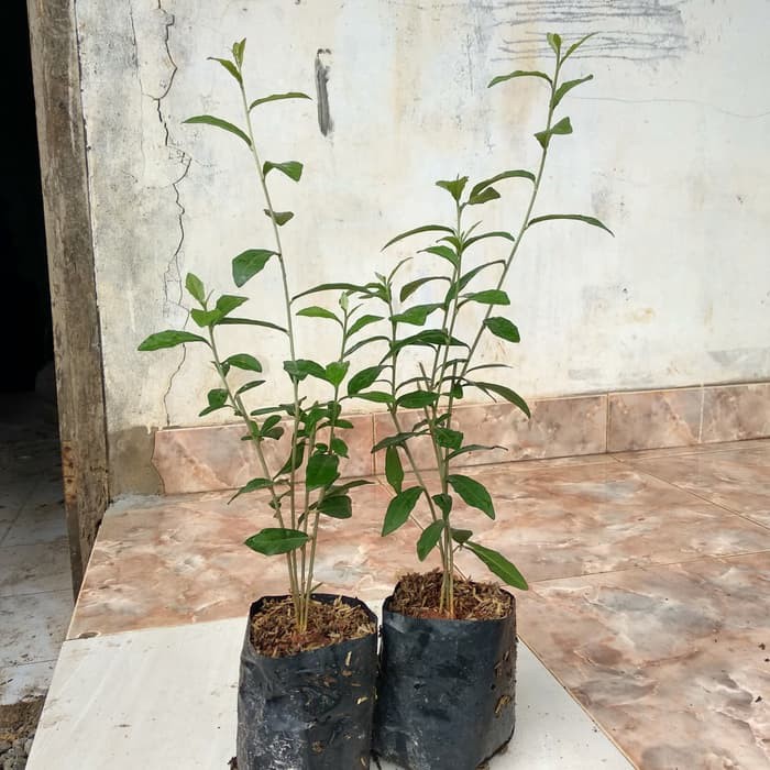 Lee kwan yew, tanaman Lee kwan yew