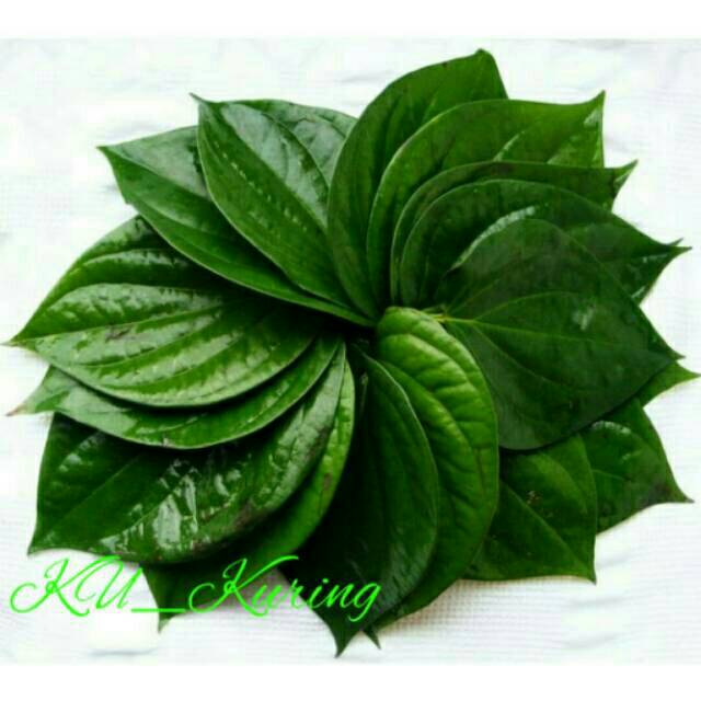 Jual Daun Sirih Segar 1kg Shopee Indonesia