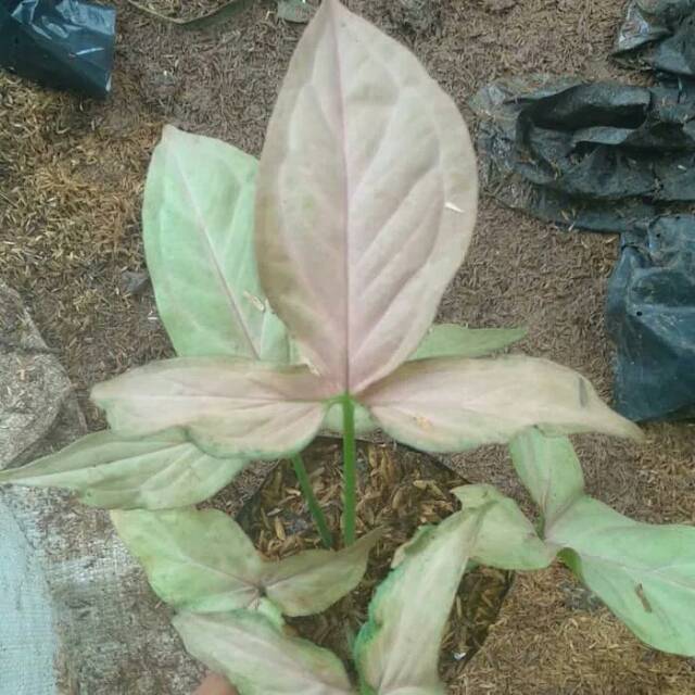  Tanaman  hias  gantung  syngonium pink tanaman  pot keladi 