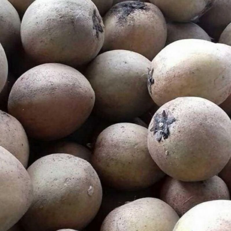 

Buah Sawo Mentah Mudah Segar 1 Kg