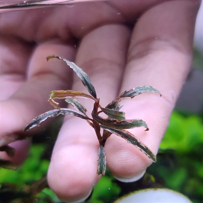 Bucephalandra Rosemary Varigata langka aquascape