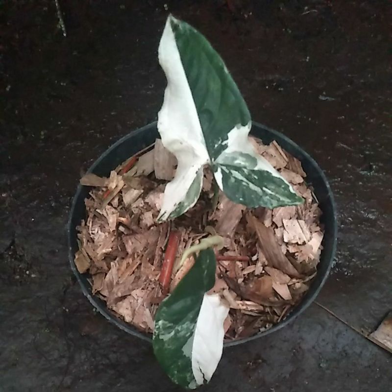 Syngonium variegata albo