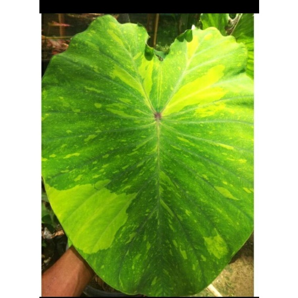 colocasia lime gecko remaja