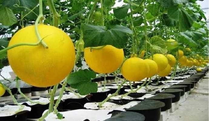 Benih-Bibit Melon Kuning Alisha F1 (Cap Panah Merah)
