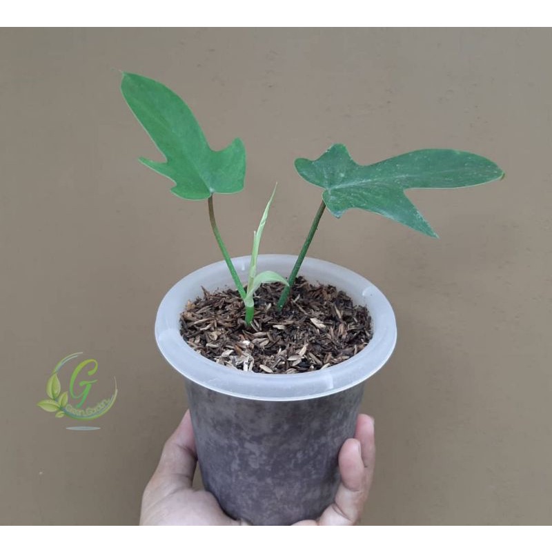 Tanaman hias philodendron florida beauty daun 2 - philo florida