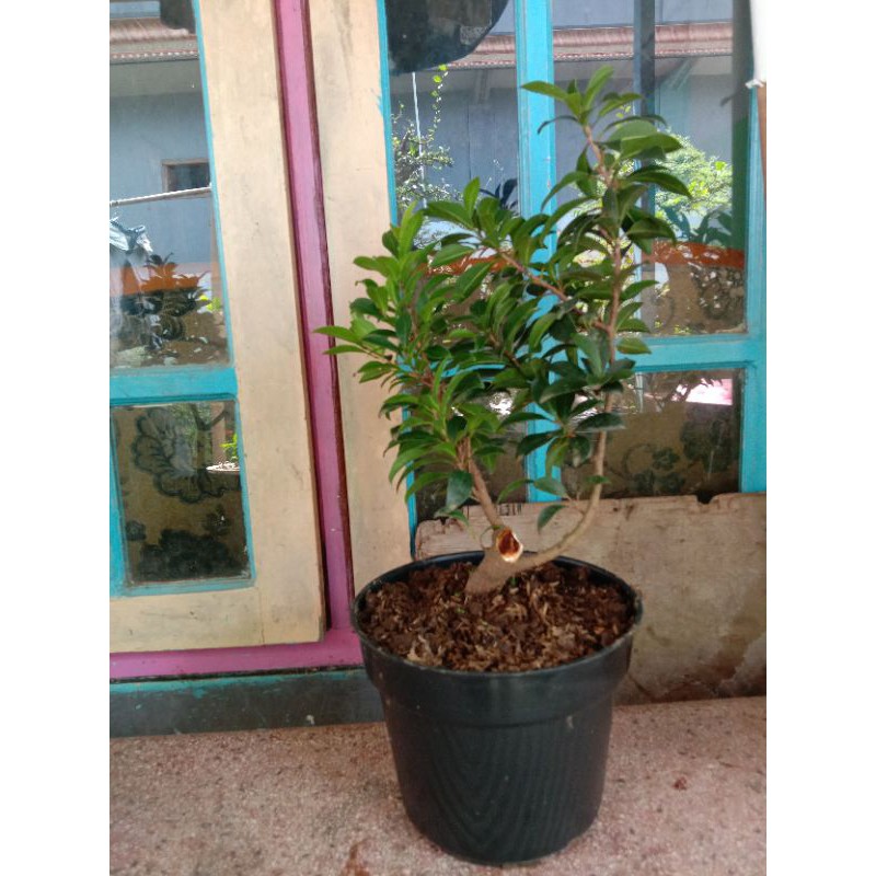 bonsai beringin elegan