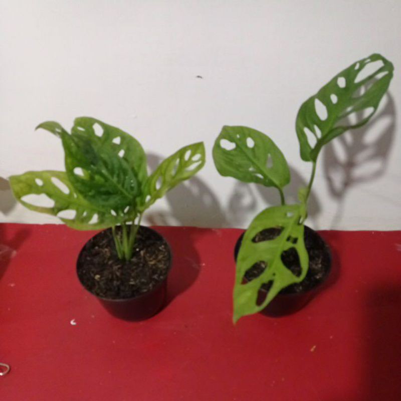 janda bolong monstera acuminata