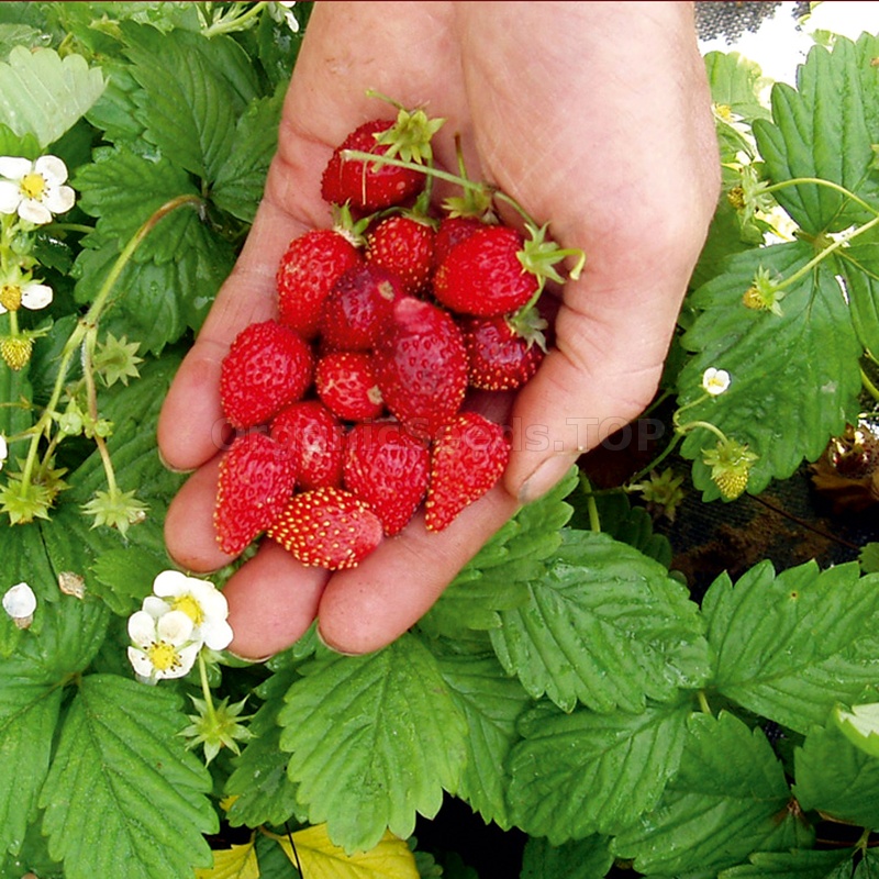 Benih Bibit Biji - Buah Wild Alpine Strawberry Regina Stroberi Liar Alpen Berries Fruit Seeds - IMPORT