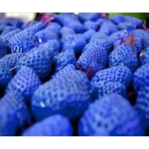 10 Biji / Benih Buah Strawberry Biru