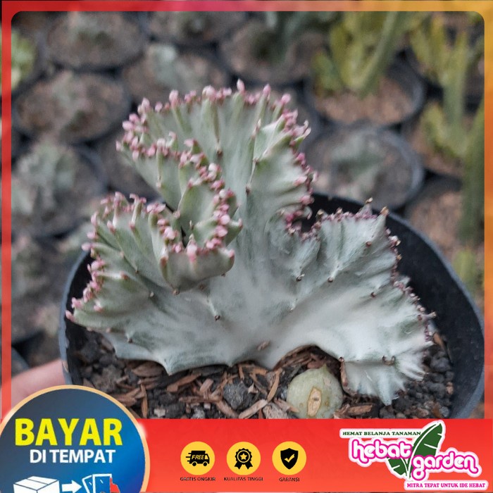 

euphorbia lactea putih