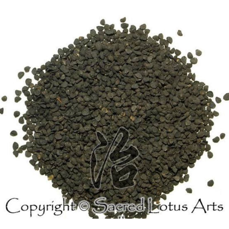 

10 G 50 GR 100 GRAM 韭菜子 韭菜籽 久菜子 JIU CAI ZI TUBER ONION SEED SEEDS SEMEN ALLII TUBEROSI CHINESE LEEK