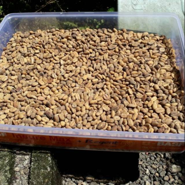 

Biji kopi luwak liar