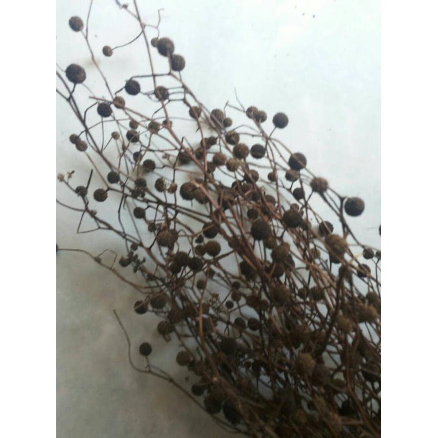 Terbaru Akar Ranting Asparagus Rustic Wedding Decor