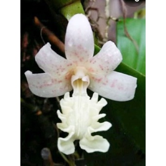 anggrek species flickingeria fimbriata