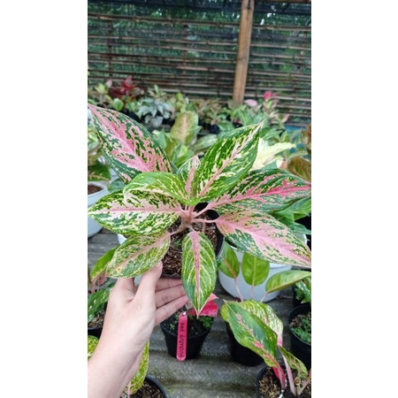 paket aglonema pink oanther, begonia pink, begonia keong