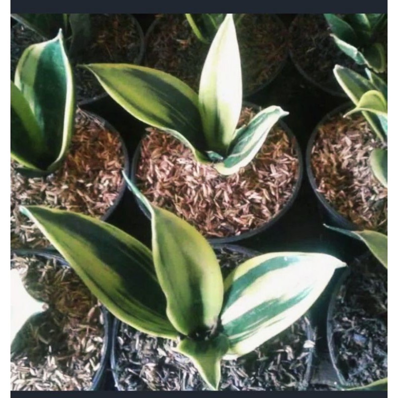 tanaman sensivera gold flame