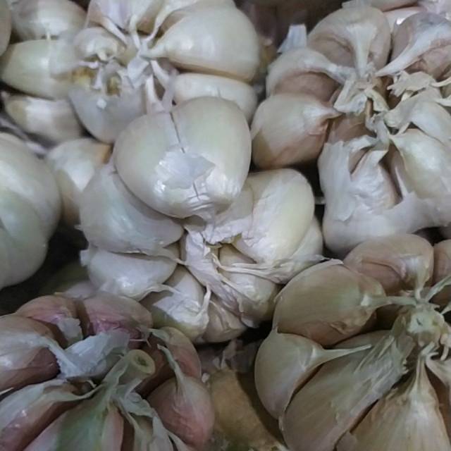 

Bawang Putih