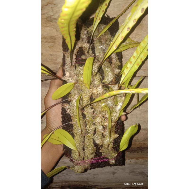 sarang semut pakis/lecanopteris sinuosa