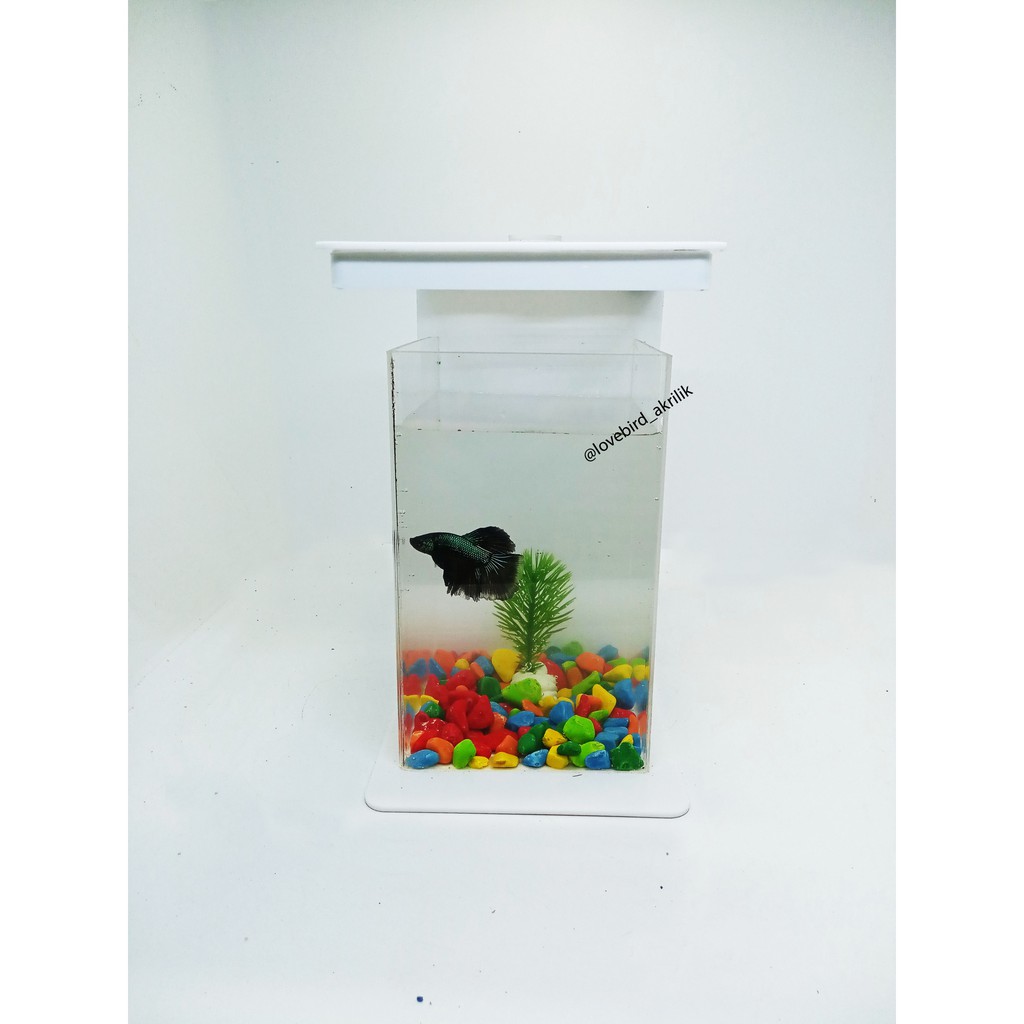 READY!!! Betta Fish Tank, Aquarium Mini Akrilik, Mini Aquascape, Akuarium cupang, Akuarium mini