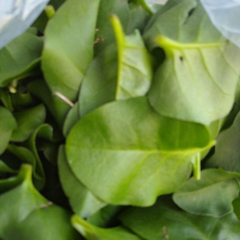 

Daun Binahong Winahong petik segar
