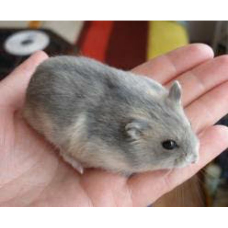 Hamster Winter White Saphire Murah/ Termurah
