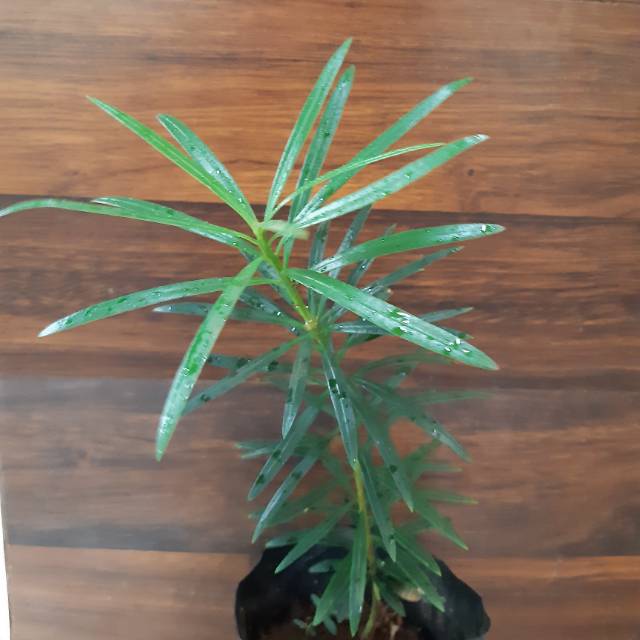 Bibit bonsai lohansung lidah burung - Bahan bonsai lohansung lidah buung