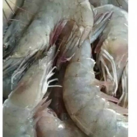 

Udang segar 250 gram
