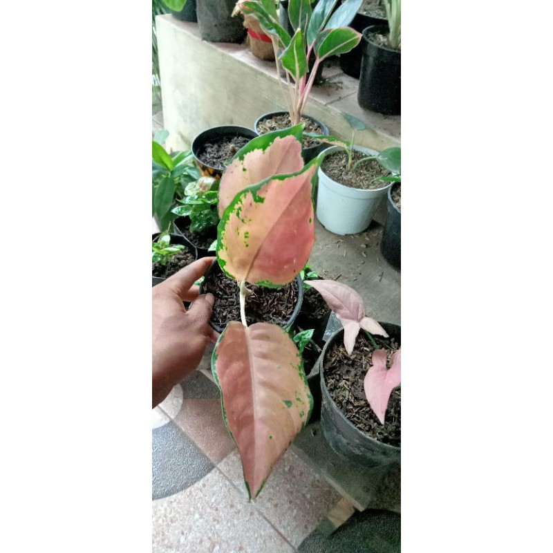 (BISA COD ) Aglonema kochin tembaga red real piec