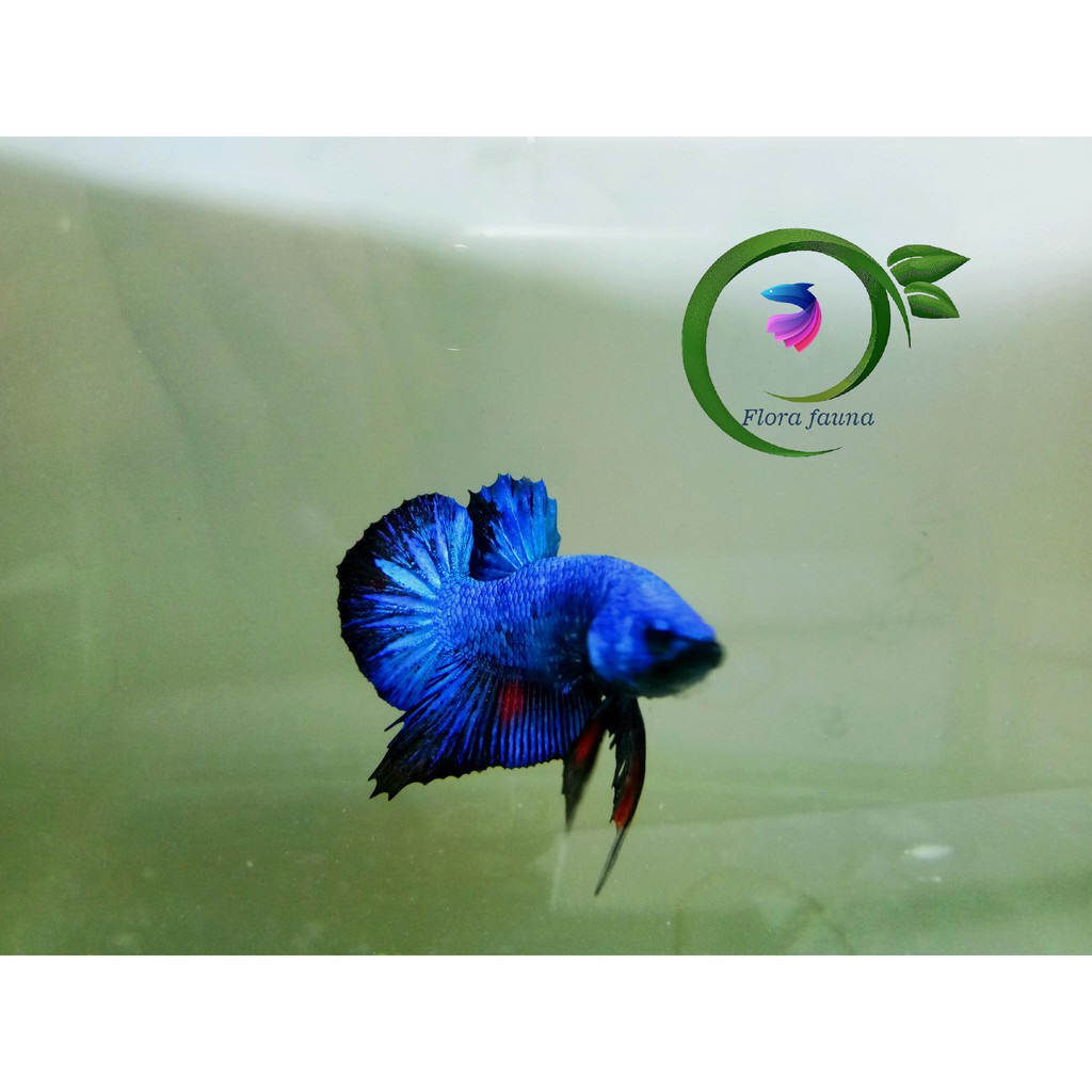 ikan hias cupang avatar gordon line kalimaya top grade termurah