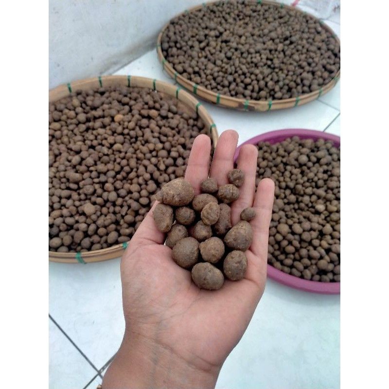 Katak porang Mini 1kg isi 1000