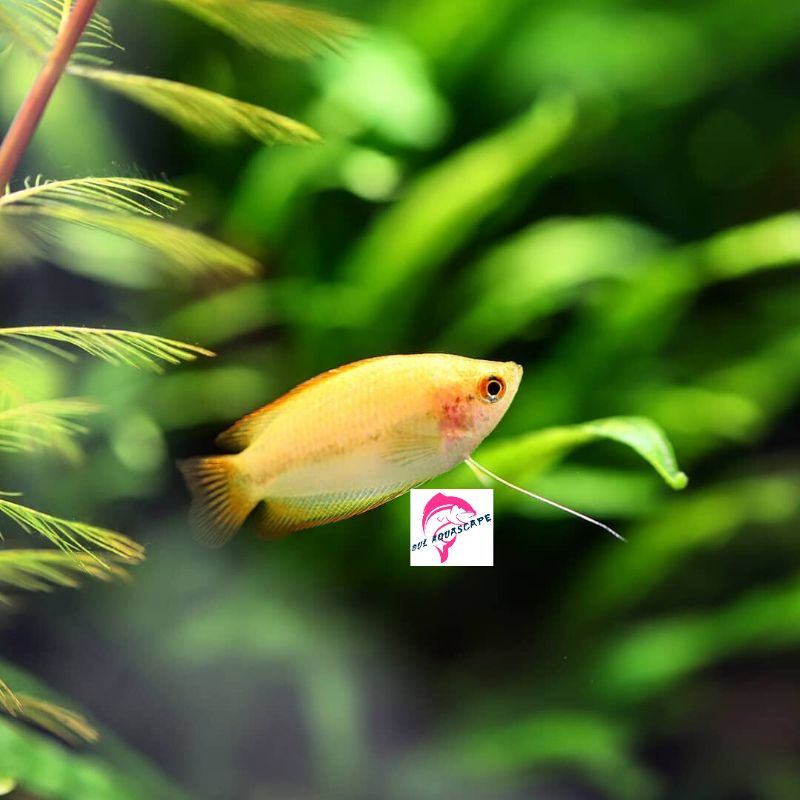Hiasan aquarium / ikan hias sepat madu aquascape