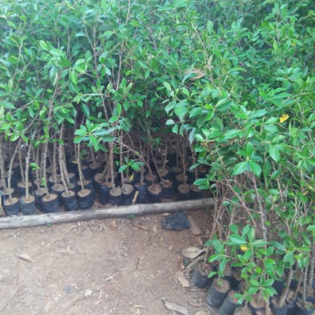 Bibit Bonsai Kimeng Ficus Micro Carpa Shopee Indonesia