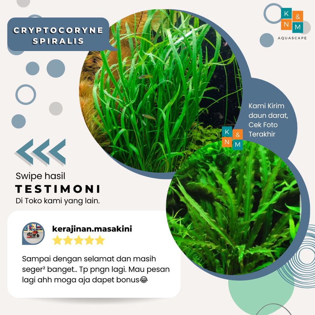 Cryptocoryne Crypto Spiralis Tanaman Tumbuhan Aquascape Aquarium Akuarium Tanpa Low Co2 Chana Channa