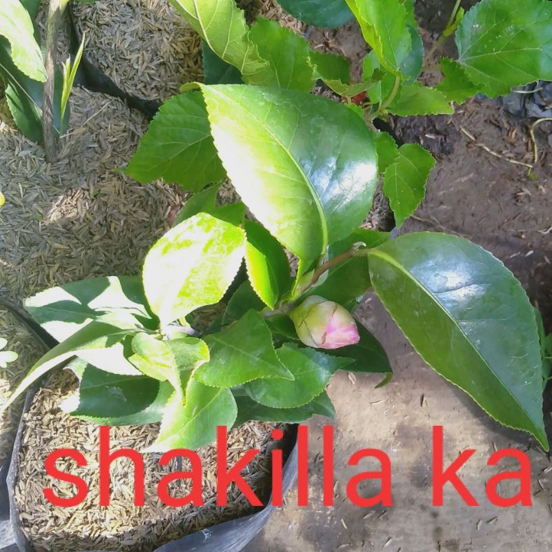 bibit bunga cempaka merah siap berbunga