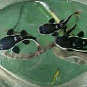 『BT』 Ikan RTC Red Tail catfish lele amazone